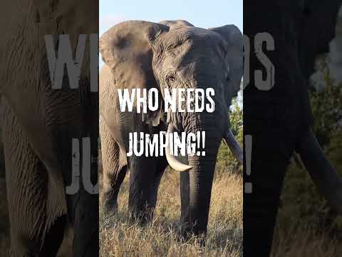 WHO NEEDS JUMPING?? #elephant #animals #facts #interestingfacts #surprise #didyouknow #amazingfacts