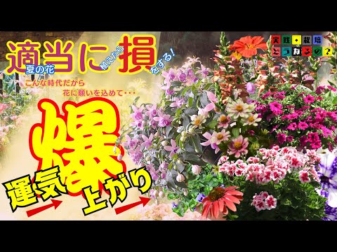 こんな時代だから花で運気爆上げ!!夏の花・花風水による花の色と方角で運気上昇を狙う！【ガーデニング】夏の花の置き場所はココで決まり【園芸】育て方いつもと違う視点でグリーンアドバイザーハナボンがご案内！