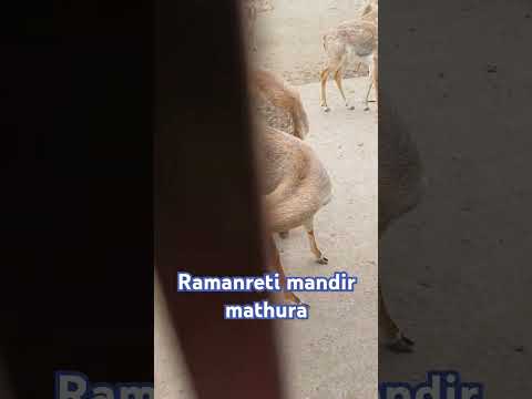 Ramanreti mandir mathura #vlog #travel #minivlog #ramanreti #uttarpradeshtourism #mathura #trending