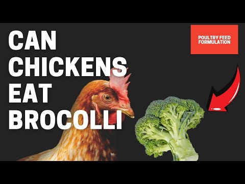 Can Chickens Eat Brocolli