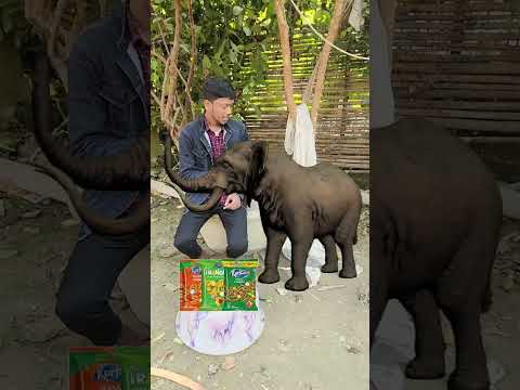 🙏Hathi chori🙏 kiya kurkure ♥️ #shorts #viral #trending #youtubeshorts #hathi #ytshorts