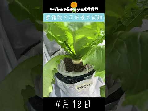 聖護院かぶをバケツで育ててみた｜今年の秋にリベンジ予定 #水耕栽培 #バケツ栽培 #家庭菜園