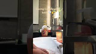 #lofi #chill #earlymorninglofi #studychill #lofistudying #music #aesthetic #studywithmelofi