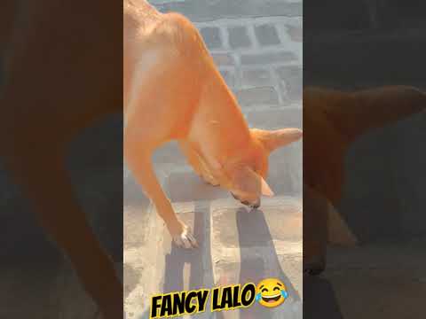 lalo mumfali b khawe😂,#gaamilifestyle #haryanvivideos #viralshort