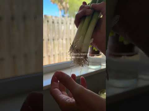 These guys propagate! So placing them in the sun and a full glass of water 💧🌞 #plants #greenonion