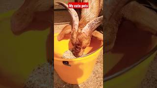 my cute pets #youtubeshorts #viral #animals #goats #chicks #cat #roosterrumble @channel