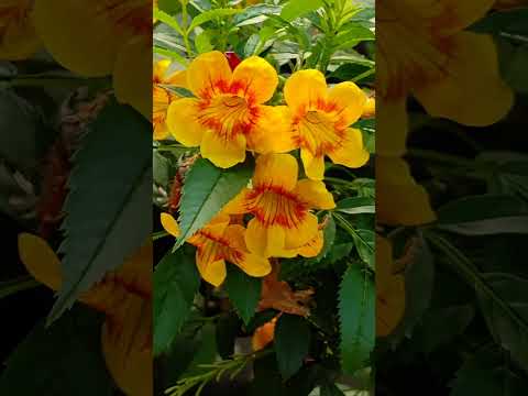 Beautiful Flowers 🫶🫶💝🌹❤️🫶🫶😁🥰😍🌷🌷💝💝☺️☺️🧡🤍💚 #tiyasha #cute #happy #song #flowers #prettylittlebaby