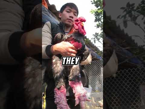 Meet the Dong Tao Chicken: The Rare Bird with Dragon Legs