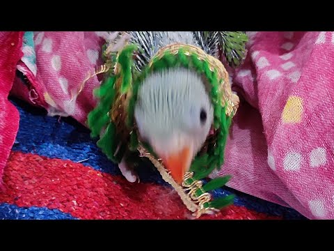 🦜☺️hii my name is chuchu kya AAP mujhe support karoge?😁 #myfirstvlog #india #viralvideo #firstvlog