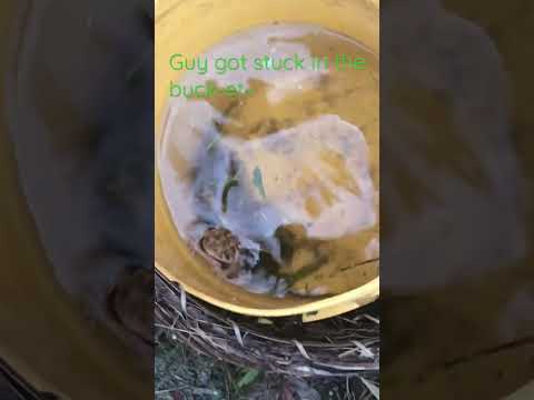 Groggy froggy day