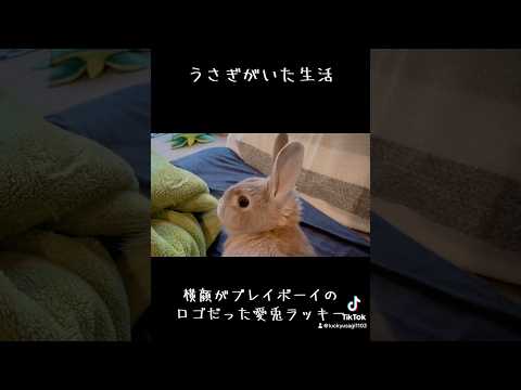 プレイボーイのロゴみたいだったうさぎ #rabbit #うさぎ