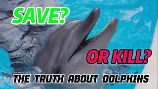 Rescuers or predators? The truth about dolphin attacks on humans.
