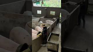 Pigs Feeding Process In Farm !