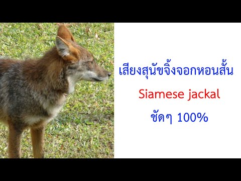 เสียงสุนัขจิ้งจอกหอนสั้น Siamese jackal ชัดๆ 2021