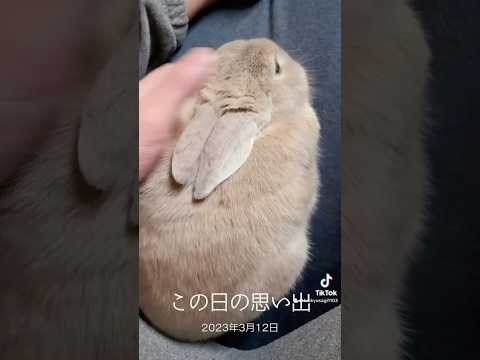 仲良く一緒に居た2年前の思い出　TikTokから #うさぎ #rabbit