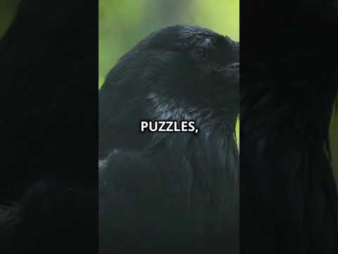 The Smartest Animal on Earth! 🧠 #interesting #facts #animalfacts