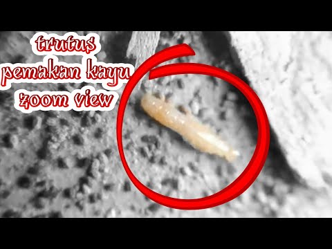 hewan kecil pemakan kayu yaitu trutus