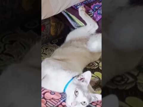 மரத்து நிழலில் நீ நல்ல கால் நீட்டி நல்லா தூங்கு தெய்வமே 😊 | kitty fun #kitten #catlover #catshorts
