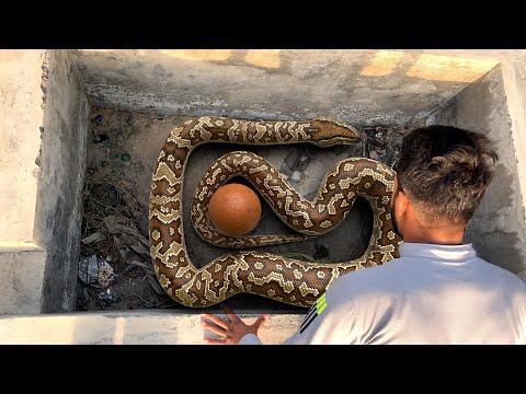 Realstic Big Snake In Real Life 8 HD Video| Big Anaconda| Vikku Films