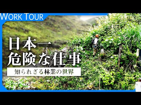 【密着 林業の世界】きこり。それは怪我どころか死の危険もある仕事だった。