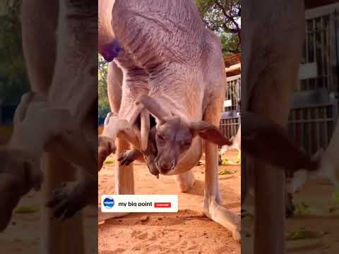 Kangaroo #Shorts#ytshort