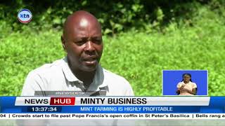 Mint farming business, a highly profitable venture