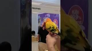 CONURE PARROT 🐦 #randomartworKER #randomvlog #parrot #birds #conureparrot #trending #shorts