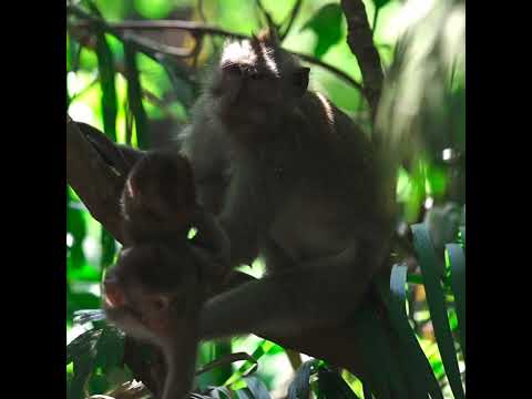 monkey-in-the-tree-with-her-babies