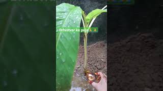 #thursdayfaststory #gardening #plants #viralshort #shortfeed #ytshort #subscribetomychannel #youtube