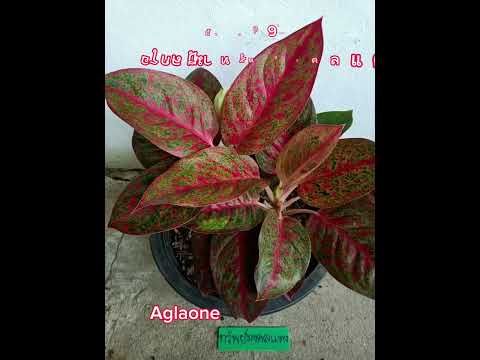 10 Aglaonema🌿เก่าแก่ที่ยังน่าสะสม#ไม้มงคล#ต้นไม้หายาก#กระแสมาแรง#เพื่อนทุกคน ฝากกดไลค์