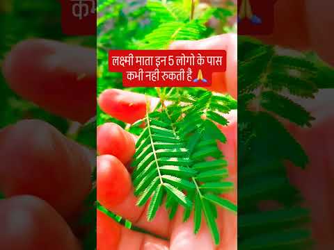 ऐसे लोगो के पास लक्ष्मी माता कभी नही रूकती है #remix #music #hindufestival #upay #facts #शिव