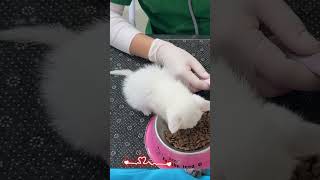 We Found This Tiny Kitten Freezing in the Rain… 🥺 #cat