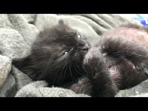 Cuteness Overload: Adorable Kittens Playing Compilation!