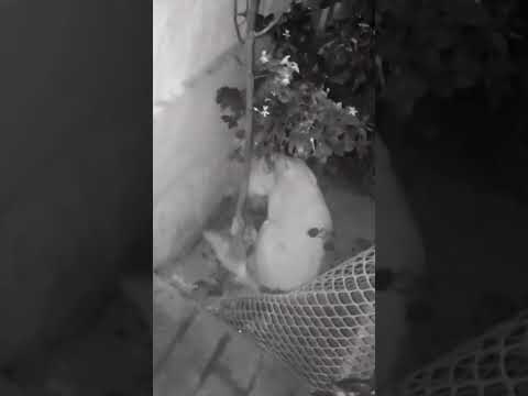 help dogs when they are giving birth to babys provide water in a bowl offer some 🍲🍲🍲🍲🍲 food 🙏🙏