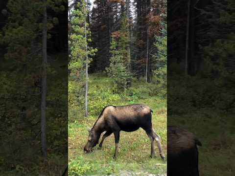 My Favorite Animal! Moose Sighting in Jasper National Park