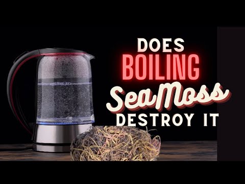 Does Boiling Sea Moss Destroy It!? Dr Sebi Explains Raw vs Cooked