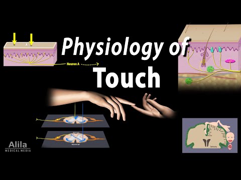 Physiology of Touch: Receptors and Pathways, Animation