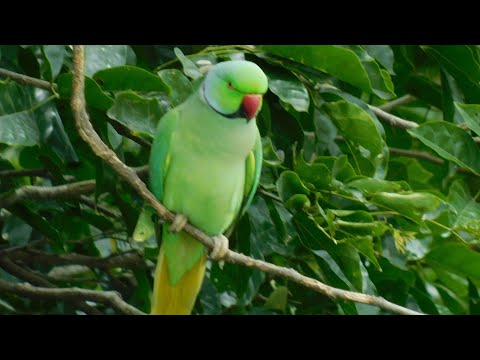 Bird photography | Parrot on the tree | Nikon Coolpix B500 video & telephoto samples.