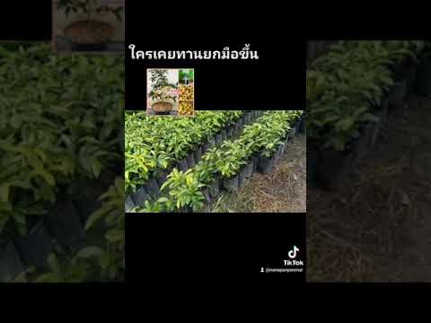 ต้นอินจันแคระ