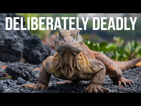 The Venomous Komodo Dragon: Nature’s Deadliest Lizard