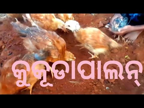 10,ଅଷ୍ଟେଲିଆ କୁକୁଡା ଛୁଆ ଏମିତିପାଲନ୍ କରାଜାଏ ବିନାଦବାରେ savrakvdo  sarveshwar