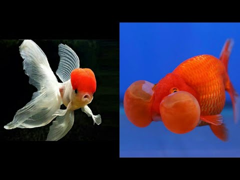 5 Most Beautiful Goldfish Species in the World #Goldfish #aquariumfish #Fish