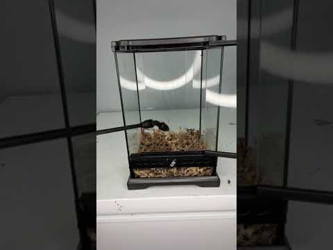 Newborn Baby Anole Gets Brand New Enclosure! *TINY* #shorts #reptiles #animals #science #diy #lizard