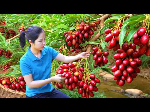 Harvesting 1000+ Oleaster Nhot Fruit To Sell At Market,How Oleaster Salad | Tieu Ca - Free Bushcraft