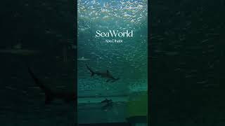 A wonderful park opened in 2023 @SeaWorld Abu Dhabi #seaworld, #abudhabi, #shorts, #underwater