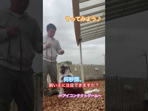 【※説明欄見てね！】何秒間、飼い主様に注目できるかやってみよう♪