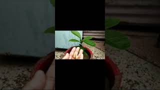 अशोक का पेड़ लगा ही दिया 🌱|| केसा होता है अशोक के पेड़ का बीज 🌱🌱 || Subscribe For More Videos