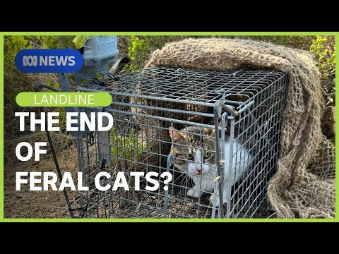 The Last 200 : Removing feral cats from part of Kangaroo Island | Landline | ABC News