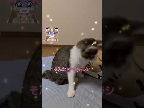 突如襲いくる、飽き(笑)
