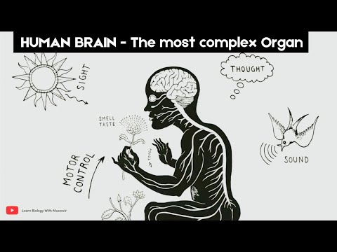 The UNIQUE abilities of the Human Brain 🧠 | Whiteboard animation